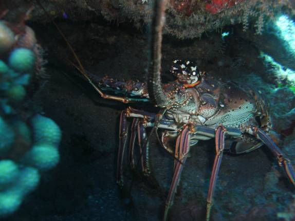 Enorme lagosta se esconde em toca durante o 2o mergulho do dia, na costa de Saba - Caribe