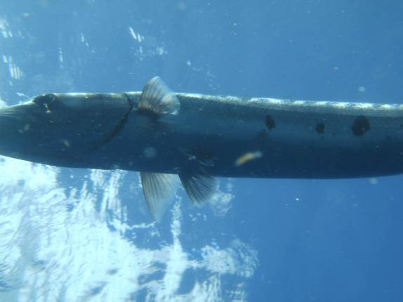 Enormes barracudas nos acompanham durante a parada de segurança no primeiro mergulho na costa de Saba - Caribe