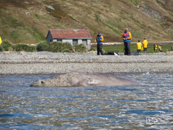 Entre o nosso caiaque e a praia, um enorme elefante-marinho, em Ocean Harbour, na Geórgia do Sul Entre o nosso caiaque e a praia, um enorme elefante-marinho, em Ocean Harbour, na Geórgia do Sul