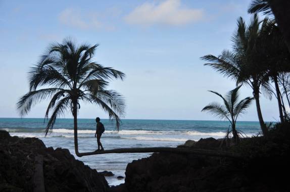 Equilibrando-se em coqueiro no caminho para Havaizinho, em Itacaré - BA Equilibrando-se em coqueiro no caminho para Havaizinho, em Itacaré - BA