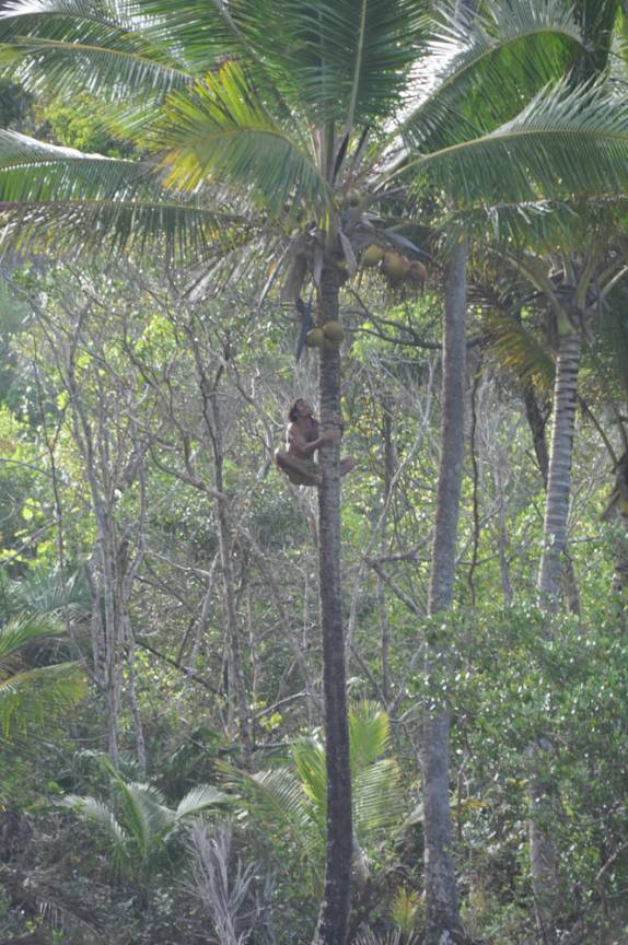 Escalando um coqueiro na praia da Engenhoca, em Itacaré - BA Escalando um coqueiro na praia da Engenhoca, em Itacaré - BA