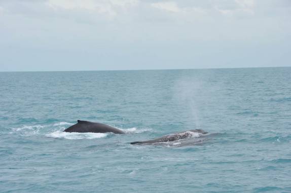 Esguicho de baleia visto do barco em direção à Abrolhos - BA Esguicho de baleia visto do barco em direção à Abrolhos - BA