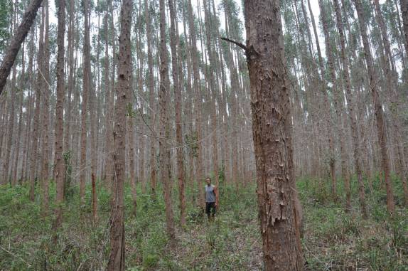 Explorando plantação de eucaliptos no extremo sul da Bahia