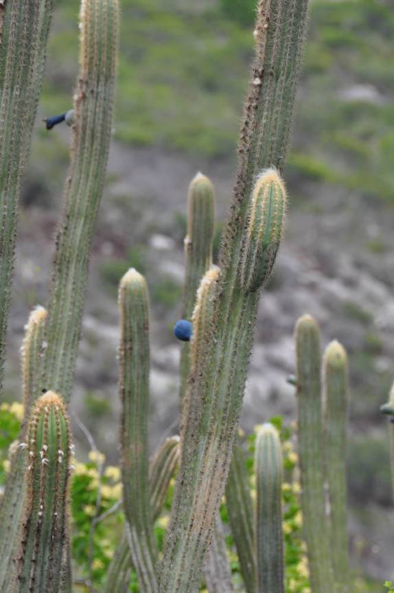 Facheiro no P.N da Serra do Catimbau, próximo à Buique - PE Facheiro no P.N da Serra do Catimbau, próximo à Buique - PE