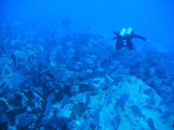 Fernando flutuando sobre cardume durante mergulho na Lage Noronha, em Fernando de Noronha - PE Fernando flutuando sobre cardume durante mergulho na Lage Noronha, em Fernando de Noronha - PE
