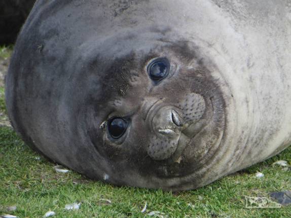 Filhote de elefante-marinho em St Andrews Bay, na Geórgia do Sul Filhote de elefante-marinho em St Andrews Bay, na Geórgia do Sul