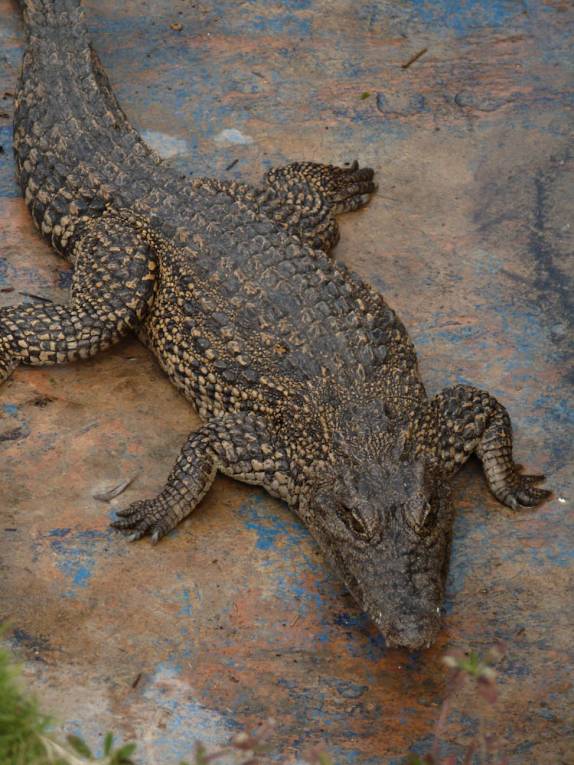 Filhote de jacaré em criadero na Isla de la Juventud, em Cuba Filhote de jacaré em criadero na Isla de la Juventud, em Cuba