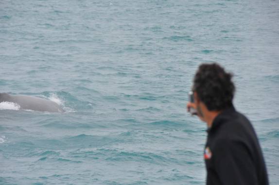 Filmando baleias do barco em direção à Abrolhos - BA