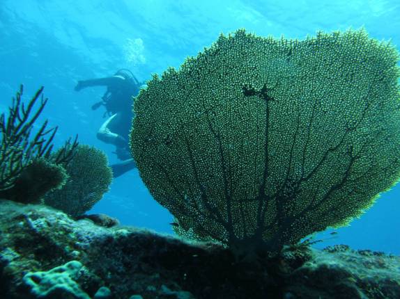 Final de mergulho em Tent Reef Wall, na costa de Saba - Caribe Final de mergulho em Tent Reef Wall, na costa de Saba - Caribe