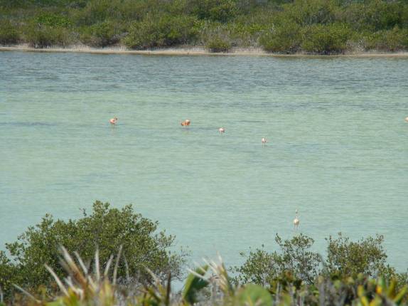 Flamingos, em Middle Caicos Flamingos, em Middle Caicos