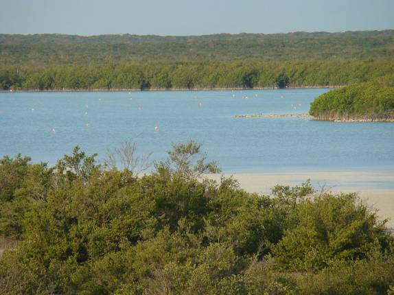 Flamingos vistos bem de longe, em North Caicos Flamingos vistos bem de longe, em North Caicos