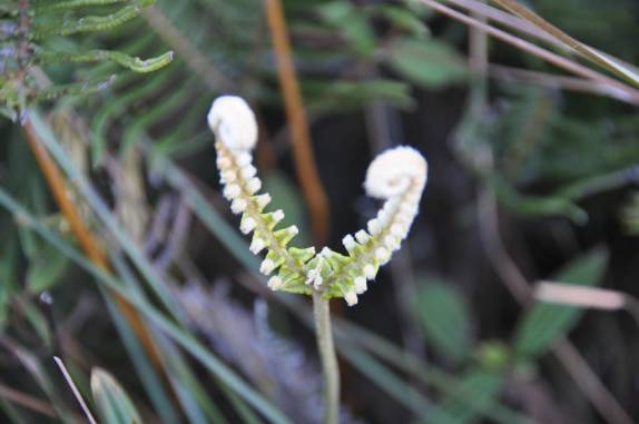 Flora na descida do Pico do Papagaio no Vale do Matutu - MG