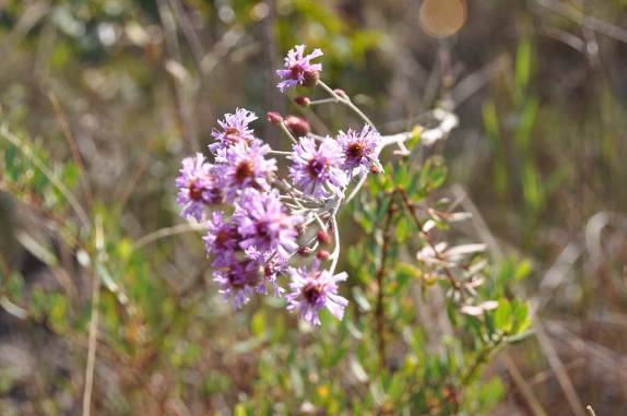 Flora na região do Poço Esmeralda em Carrancas - MG