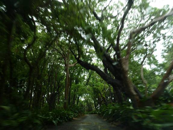 Floresta na região de St Nicholas Abbey, em Barbados