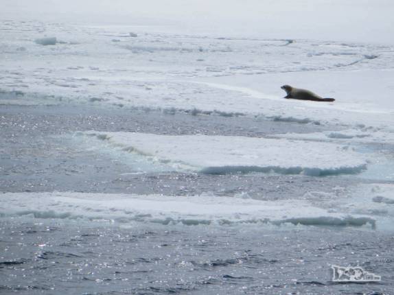 Foca crabeater desliza sobre plataforma de gelo em Deception Island, na Antártida Foca crabeater desliza sobre plataforma de gelo em Deception Island, na Antártida