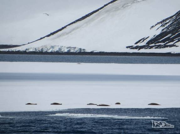 Focas Crabeaters descansam em plataforma de gelo na baía de Deception Island, na Antártida Focas Crabeaters descansam em plataforma de gelo na baía de Deception Island, na Antártida