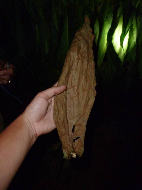 Folha de tabaco já seca para ser enrolada em charuto, em Pinar del Rio, no oeste de Cuba Folha de tabaco já seca para ser enrolada em charuto, em Pinar del Rio, no oeste de Cuba