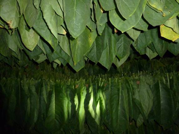 Folhas de tabaco em secagem dentro da casa-secadouro, em Pinar del Rio, no oeste de Cuba Folhas de tabaco em secagem dentro da casa-secadouro, em Pinar del Rio, no oeste de Cuba