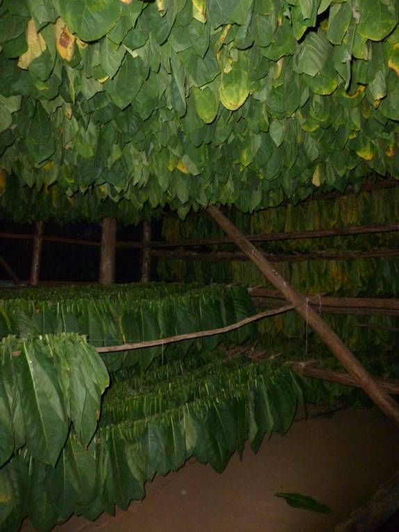 Folhas de tabaco sendo secadas em Pinar del Rio, no oeste de Cuba Folhas de tabaco sendo secadas em Pinar del Rio, no oeste de Cuba