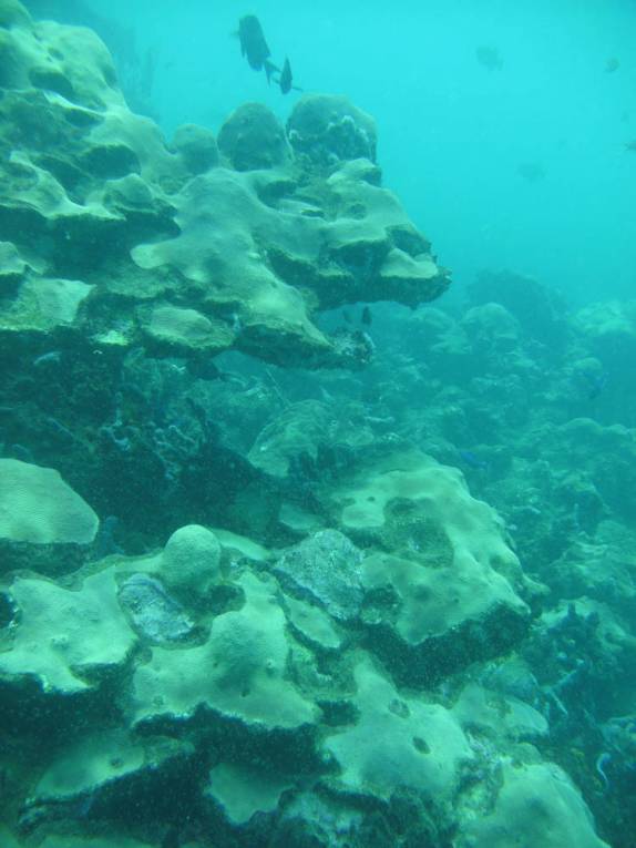 Formações de coral em mergulho em Speyside - Tobago