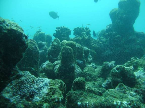 Formações de coral em mergulho em Speyside - Tobago
