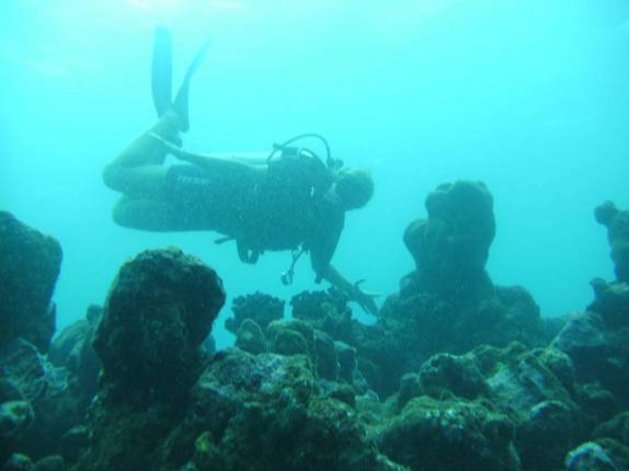 Formações de coral em mergulho em Speyside - Tobago Formações de coral em mergulho em Speyside - Tobago