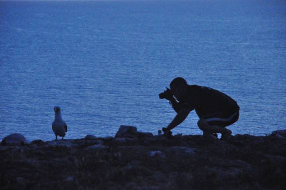 Fotografando atobás na ilha de Santa Bárbara em Abrolhos - BA