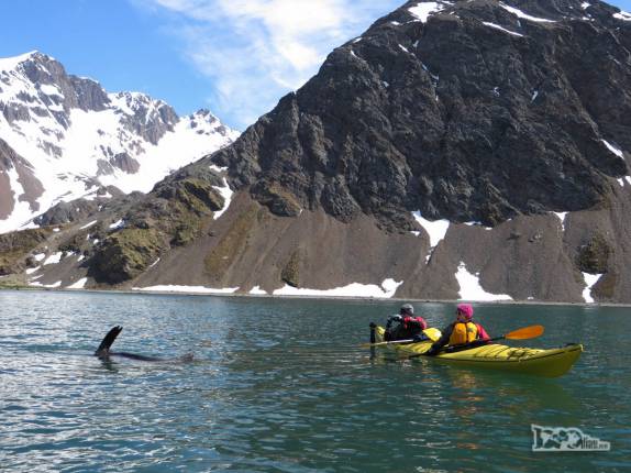 Fotografando um lobo-marinho em Ocean Harbour, na Geórgia do Sul Fotografando um lobo-marinho em Ocean Harbour, na Geórgia do Sul