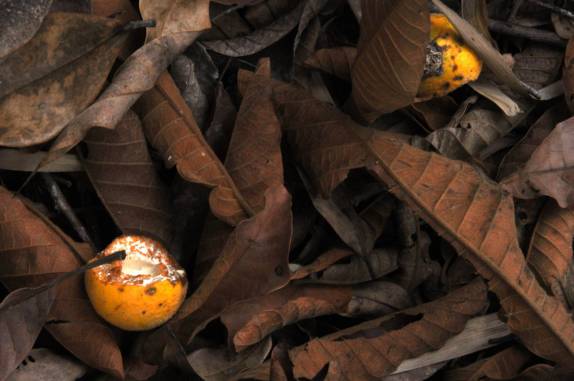 Frutas comidas pelos Muriquis, na RPPN Feliciano Abdalla, Reserva dos Muriquis, em Ipanema, próximo a Caratinga - MG