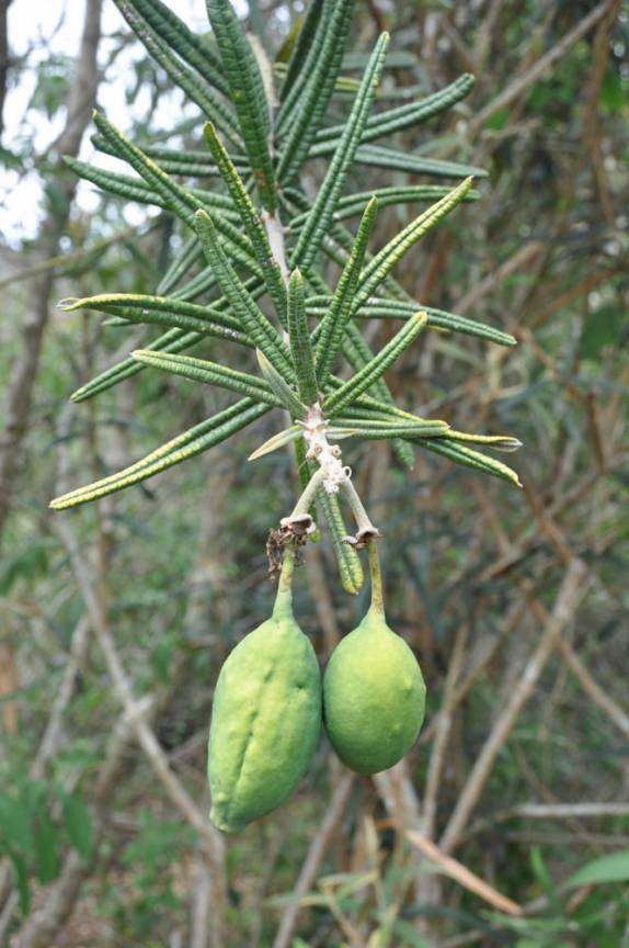Fruto no P.N da Serra do Catimbau, próximo à Buique - PE Fruto no P.N da Serra do Catimbau, próximo à Buique - PE