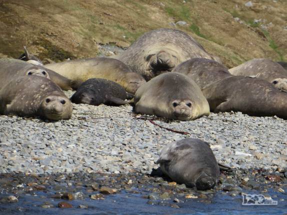 Fêmeas de elefante-marinho na praia de Ocean Harbour, na Geórgia do Sul. Aquela 'montanha' ali atrás é o macho! Fêmeas de elefante-marinho na praia de Ocean Harbour, na Geórgia do Sul. Aquela 'montanha' ali atrás é o macho!