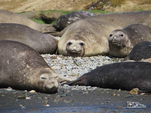 Fêmeas de elefante-marinho nos observam em nossos caiaques em Ocean Harbour, na Geórgia do Sul Fêmeas de elefante-marinho nos observam em nossos caiaques em Ocean Harbour, na Geórgia do Sul