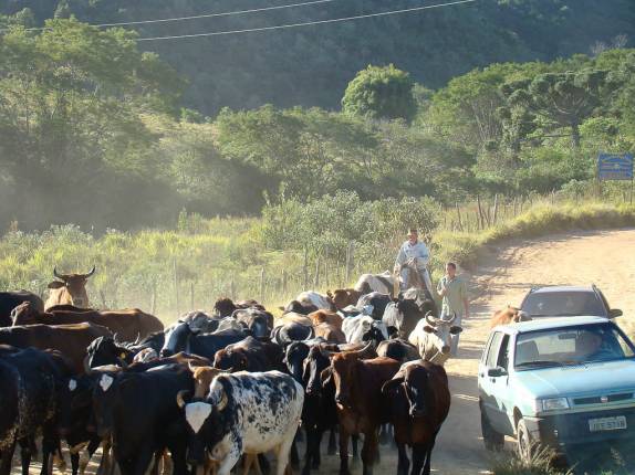 Gado no meio da estrada em São Thomé das Letras - MG