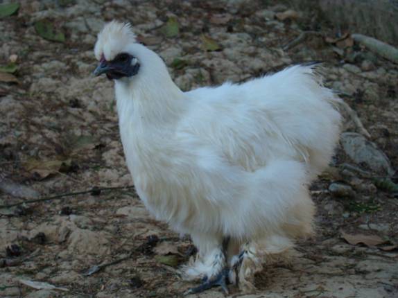Galinha preparada para o frio, em Prudentópolis - PR Galinha preparada para o frio, em Prudentópolis - PR