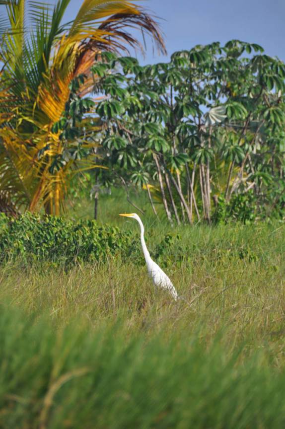 Garça na Península do Maraú - BA