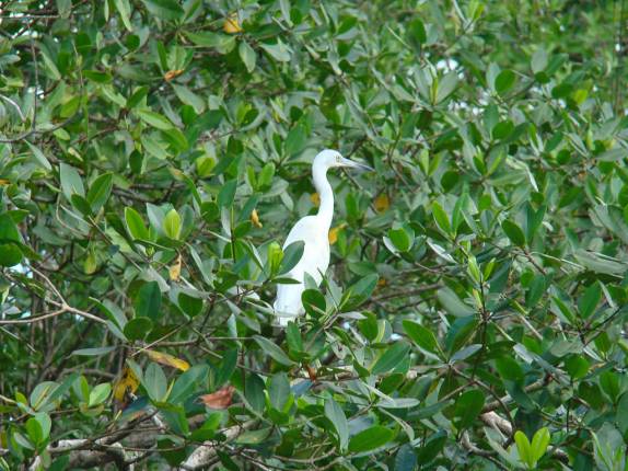 Garça no mangue na Juréia - SP Garça no mangue na Juréia - SP