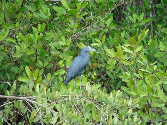 Garça no mangue na Juréia - SP Garça no mangue na Juréia - SP