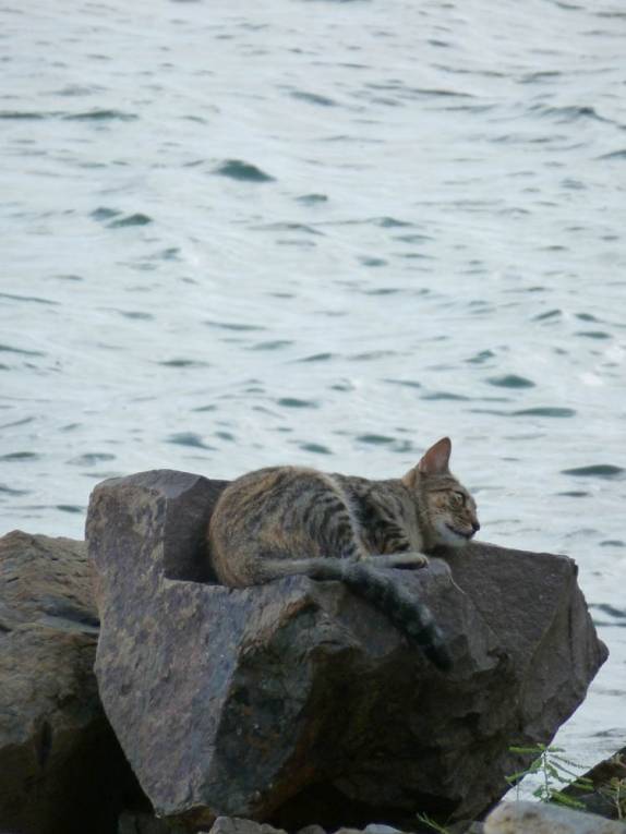 Gato descansa tranquilamente à beiramar, em Pigeon Island, parque próximo à Rodney Bay, norte de Santa Lúcia