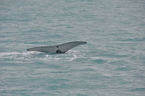 Gigantesca calda de baleia vista do barco em direção à Abrolhos - BA