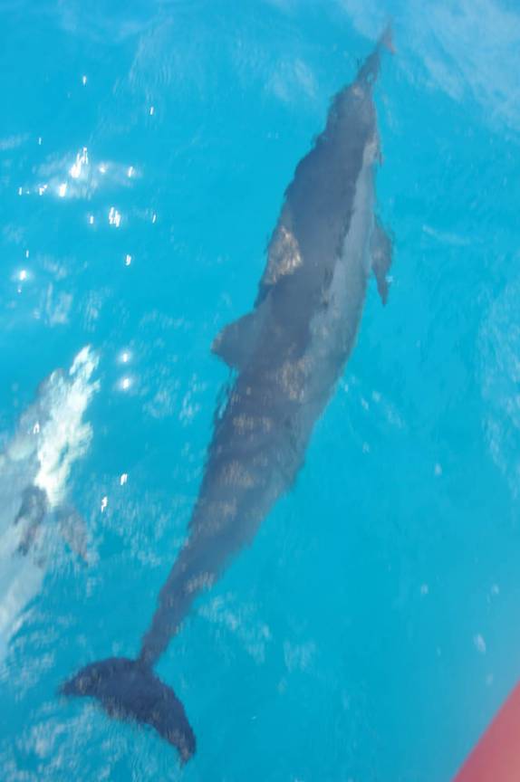 Golfinhos acompanham nosso barco em Fernando de Noronha - PE Golfinhos acompanham nosso barco em Fernando de Noronha - PE