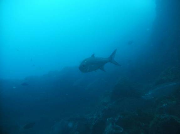 Grande tarpoon durante mergulho em Speyside - Tobago Grande tarpoon durante mergulho em Speyside - Tobago