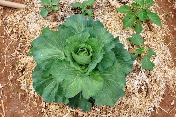 Horta orgânica, na RPPN Feliciano Abdalla, Reserva dos Muriquis, em Ipanema, próximo a Caratinga - MG