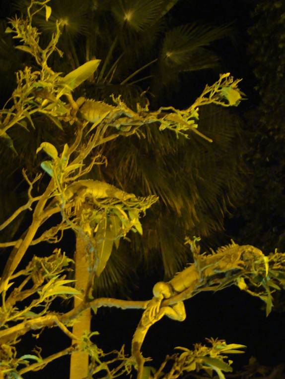 Iguanas dormem em árvore da Plaza Bolívar, em Guayaquil, no Equador Iguanas dormem em árvore da Plaza Bolívar, em Guayaquil, no Equador