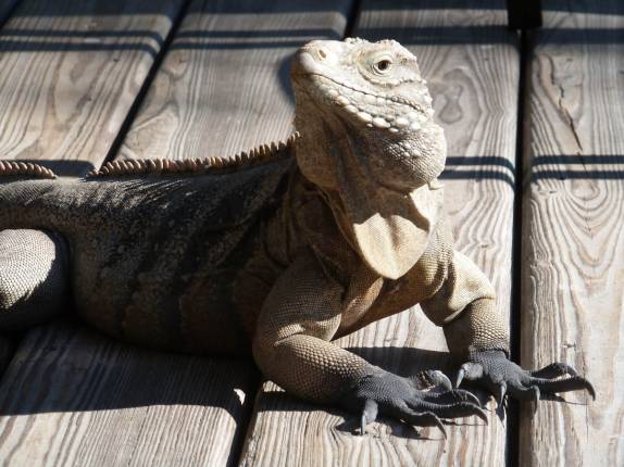Iguanas são protegidas em Little Cayman, nas Ilhas Caiman