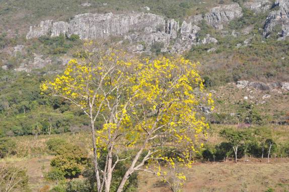 Ipê na Serra do Espinhaço - MG Ipê na Serra do Espinhaço - MG