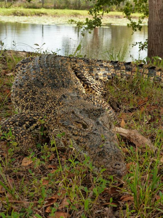 Jacarés maiores no criadero na Isla de la Juventud, em Cuba Jacarés maiores no criadero na Isla de la Juventud, em Cuba