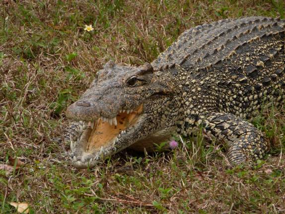 Jacarés maiores no criadero na Isla de la Juventud, em Cuba Jacarés maiores no criadero na Isla de la Juventud, em Cuba
