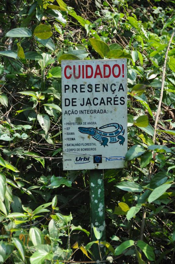 Jacarés na Ilha Grande - RJ ?