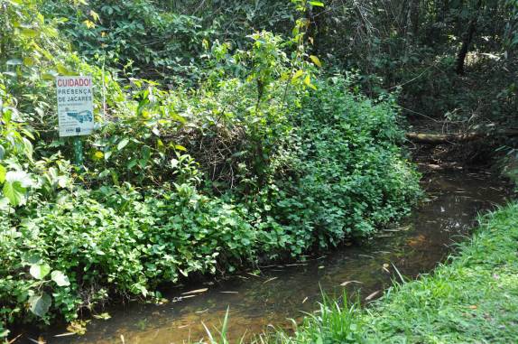 Jacarés na Ilha Grande - RJ ? Jacarés na Ilha Grande - RJ ?