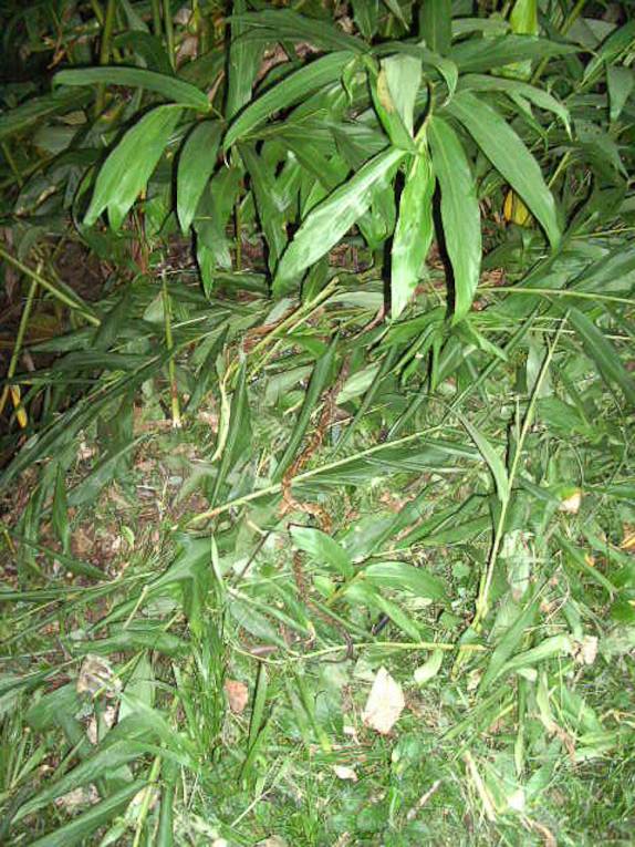 Jararaca, na trilha da caverna Lambari, no PETAR